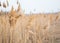 Dry reeds on the coast lake