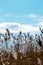 Dry reeds in the contralight against the blue sky