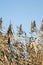 Dry reeds with fluffed panicles with seeds, against blue sky. Golden reed grass, pampas grass.