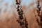 Dry reeds grass in sunset rays