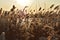 Dry reeds grass in sunset rays