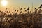 Dry reeds grass in sunset rays