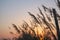 Dry reeds pampas grass on natural sunset background, Soft plants