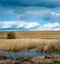 dry reeds on the shore and trees, corn field, Early spring dramatic sky