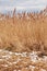 Dry reeds and snow on a cloudy day.