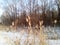 Dry reeds in a snowy meadow at the edge of a leafless willow grove. Beautiful horizontal winter photography, mural paper