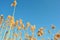 Dry reeds tops on background of blue sky with small white moon, view from ground on top