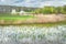 Dry reeds on the water in cloudy weather. Blooming tree on the shore of a lake overgrown with dry reeds in the spring