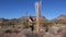 The dry remains of the stem of a dead cactus Giant Saguaros Carnegiea gigantea. Organ Pipe Cactus National Monument, Arizona,