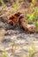 Dry rhubarb field with brown rhubarb leaves on dry farmland shows global warming and extreme heat period causes crop shortage and