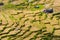 Dry rice paddies pattern