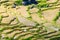 Dry rice paddies pattern