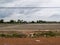 Dry rice paddy fields and old shack in rural Thailand