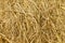 Dry rice straw texture for background and design, hay bale pattern