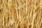 Dry rice straw texture for background and design, hay bale pattern