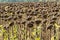 Dry and ripe ready to harvest sunflowers on a farmer\\\'s field