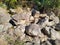 Dry river bed filled with large rolling stones with mountains in the background. Himalayan Region Uttarakhand India