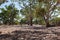 Dry River bed. Flinders Ranges (near Iga Warta). South Australia