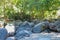 Dry river bed with huge boulders. Lush vegetation, bamboo and tropical jungle.