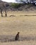 Dry river bed with watching cheetah sitting in the forground