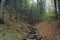 Dry river in forrest at the Czech Republic