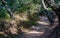 Dry riverbed path through a lush forest