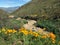 A dry riverbed in Tonto National Monument lined with gold wildflowers