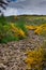Dry rocky creek bed flanked with yellow wild flowers.