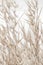 Dry romantic beige  fragile delicate rush reed cane on light background vertical
