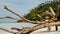 Dry root on Haad Salad Beach on Koh Phangan Island in Gulf of Thailand, Thailand