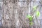 Dry roots vines covered old block cement wall and green plant growing on background