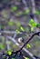 Dry rotten wild plum berry on branch with new green spring leaves