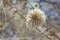 Dry round flower of thistle echinops sphaerocephalus, selective fokus