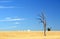 Dry rural landscape with dead tree