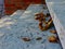 Dry rusty brown curled chestnut leaves in the fall on light beige stone stair. red brick wall background