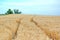 Dry Rye Field Grain Farming Agriculture Blue Sky Background Agriculture Track  Meadow Stock Photo