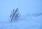 Dry sagebrush grass under the blizzard ice storm in winter