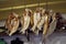 Dry salty fish display on a traditional seamarket Honduras