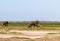 Dry savanna of Kenya. Lonely elephant. Africa