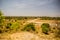 Dry savannah riverbed landscape in Tarangire National Park safari, Tanzania