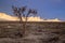 Dry saxaul in the desert on background of peaked white rocks, Boszhira canyon, plateau Ustyurt