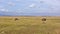 Dry season in the African savannah. Wildebeest grazes on yellow dry grass, ostrich walks.