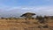 Dry season in Kenya. A lone giraffe is walking along the yellow grass of the savanna.