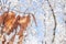 Dry season leaf on branch with snow and bokeh forest and blue sky