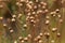 Dry seed capsules of common flax Linum usitatissimum