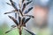 Dry seeds of lupine flowers. Close-up natural photo