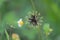 dry seeds of spanish needle plant (bidens pilosa)