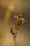 Dry sharp plant growi in blurred autumn forest. Macro image