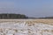 Dry , sharp stubble from the harvested corn crop