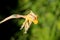 Dry shriveled Narcissus or Daffodil herbaceous plant with partially dried yellow flower petals planted in home garden